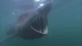Гигантская акула (Cetorhinus ma­xi­mus) в движении