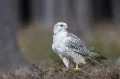 Кречет (Falco rusticolus). Общий вид