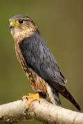 Дербник (Falco columbarius). Самец