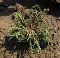 Влагалищецветник маленький (Coleanthus subtilis)