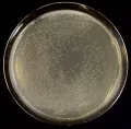 Бактериальная культура кишечной палочки (Esherichia coli) на среде LB