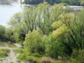 Ива белая (Salix alba). Река Дунай (Австрия)