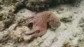 Обыкновенный осьминог (Octopus vulgaris) в движении