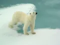 Белый медведь (Ursus maritimus) на территории Большого Арктического заповедника