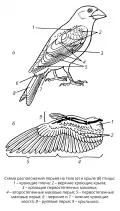 Схема расположения перьев на теле и крыле птицы