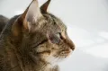 Домашняя кошка с экземой в области глаза