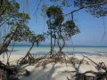 Мангровые деревья на Андаманских островах (Индия)