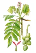 Орех айлантолистный (Juglans ailanthifolia)