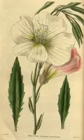 Энотера красивая (Oenothera speciosa). Ботаническая иллюстрация
