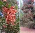 Акация чёрнодревесная (Acacia melanoxylon). Ветвь с плодами и общий вид растения