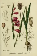 Гладиолус обыкновенный (Gladiolus communis). Ботаническая иллюстрация