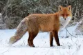 Обыкновенная лисица (Vulpes vulpes) зимой