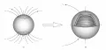 Формирование тороидального магнитного поля Солнца из полоидального