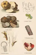 Аскомицеты (Ascomycota)