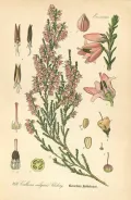 Вереск обыкновенный (Calluna vulgaris). Ботаническая иллюстрация
