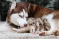 Новорождённые щенята хаски