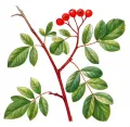 Рябинокизильник позднякова (× Sorbocotoneaster pozdnjakovii)