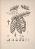 Ель ситхинская (Picea sitchensis). Ботаническая иллюстрация