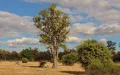 Мопане (Colophospermum mopane) на территории национального парка Мана-Пулс (Зимбабве)