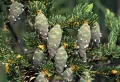 Шишки ели красной (Picea rubens)