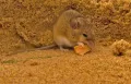 Карликовая мышь (Mus minutoides). Питание
