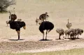 Африканские страусы (Struthio camelus)