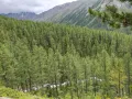 Лиственничный лес. Кош-Агачский район, Республика Алтай