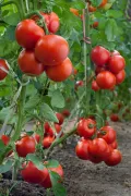 Овощная культура. Спелые помидоры