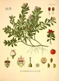 Толокнянка обыкновенная (Arctostaphylos uva-ursi). Ботаническая иллюстрация