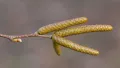 Берёза даурская (Betula dahurica). Мужские соцветия