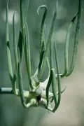 Лук многоярусный (Allium proliferum)