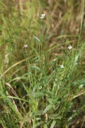 Кипрей ложнокраснеющий (Epilobium pseudorubescens)