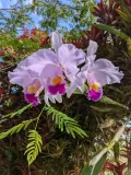 Каттлея Трианы (Cattleya trianae). Цветы