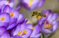 Медоносная пчела (Apis mellifera mellifera)