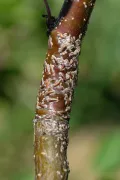 Побег яблони, заселённый яблонной запятовидной щитовкой (Lepidosaphes ulmi)