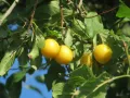 Плоды сливы растопыренной (Prunus cerasifera)