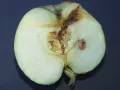 Яблоко, повреждённое гусеницей яблонной плодожорки (Cydia pomonella)