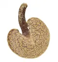 Коралл Renilla reniformis (морские анютины глазки)