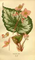 Бегония рекс (Begonia rex). Ботаническая иллюстрация