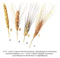 Соцветия пшениц