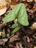 Гексастилис арифолия (Hexastylis arifolia)