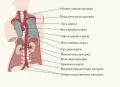 Общая схема строения аорты