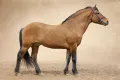 Вятская порода лошадей. Жеребец Величавый