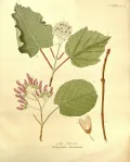 Клён татарский (Acer tataricum). Ботаническая иллюстрация 