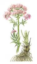 Валериана лекарственная (Valeriana offici­na­lis)
