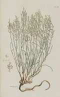 Анабазис безлистный (Anabasis aphylla). Ботаническая иллюстрация
