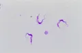 Trypanosoma rhodesiense (возбудитель сонной болезни)