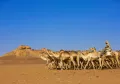 Судан. Погонщик со стадом верблюдов