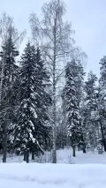Зимовка деревьев