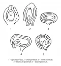 Схемы семязачатков различных типов